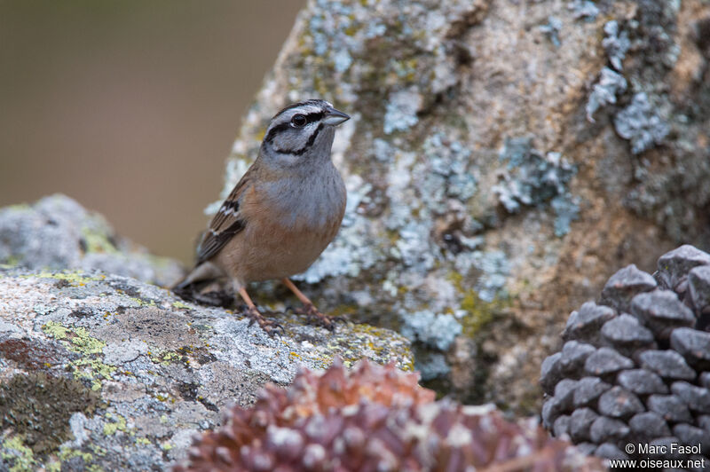 Bruant fou mâle adulte, identification