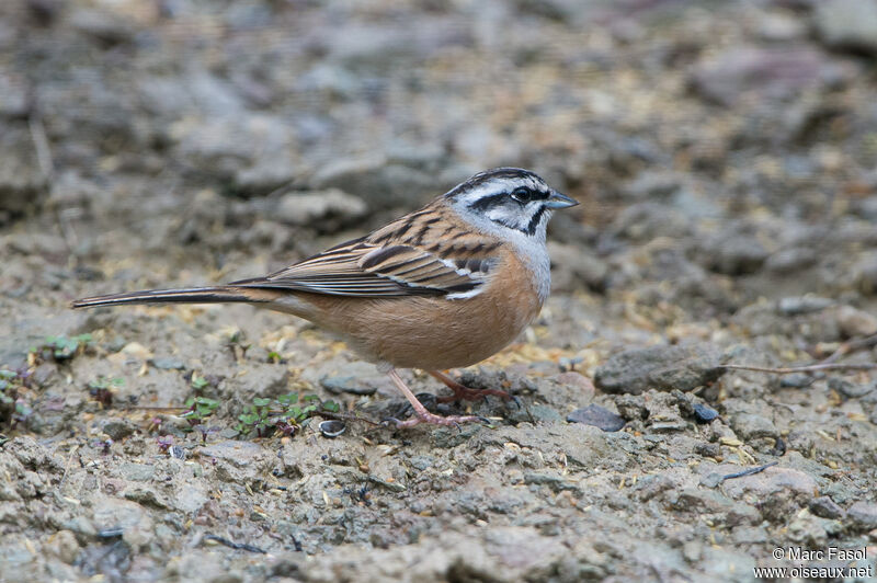 Bruant fou mâle, identification