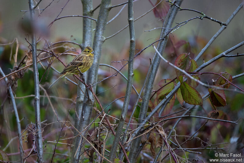 Bruant jaune femelle adulte, identification, habitat