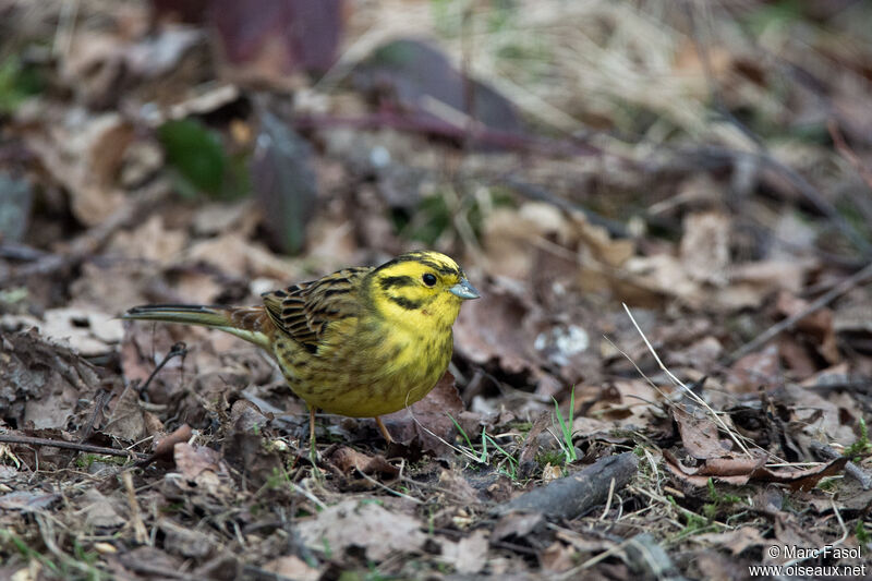 Bruant jaune mâle adulte, identification