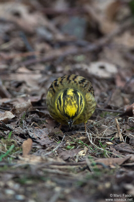 Bruant jaune mâle adulte, identification, mange