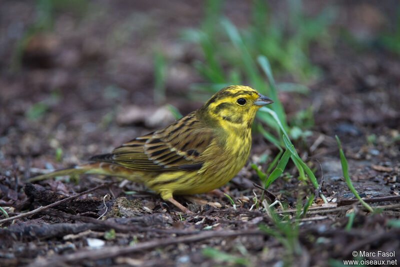 Bruant jaune mâle adulte, identification