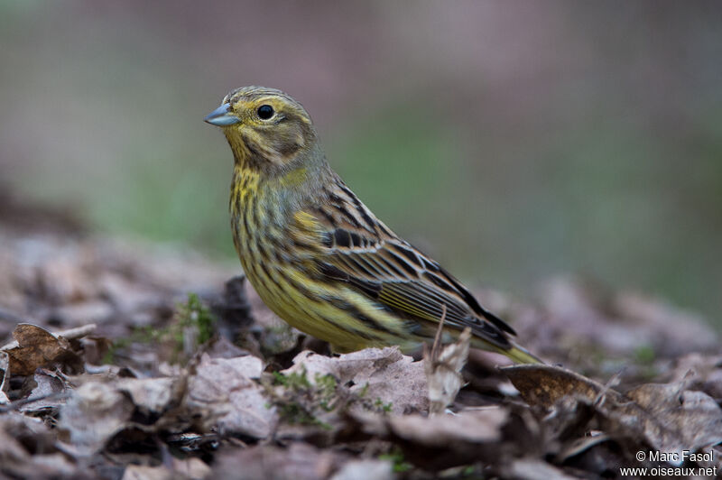 Bruant jaune femelle adulte, identification