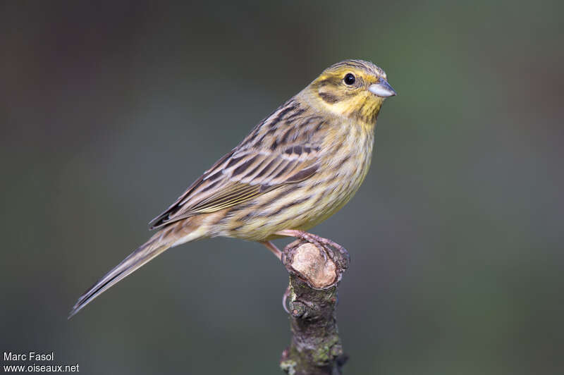 Yellowhammer female adult breeding, identification