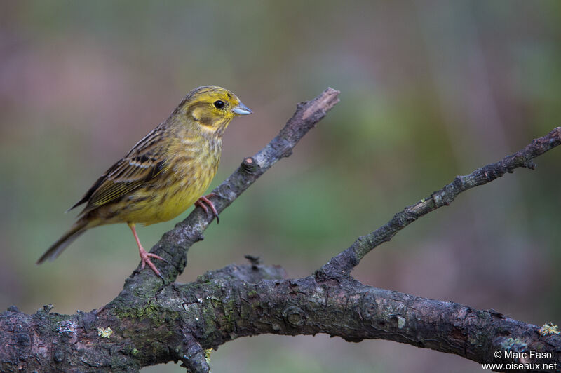 Bruant jaune femelle adulte nuptial, identification