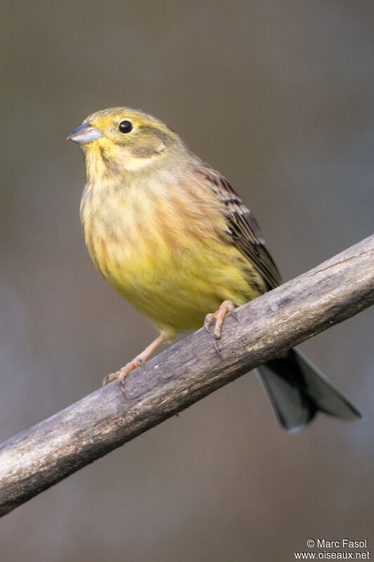 Yellowhammer male subadult