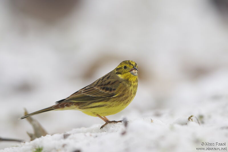 Yellowhammer male adult post breeding, feeding habits