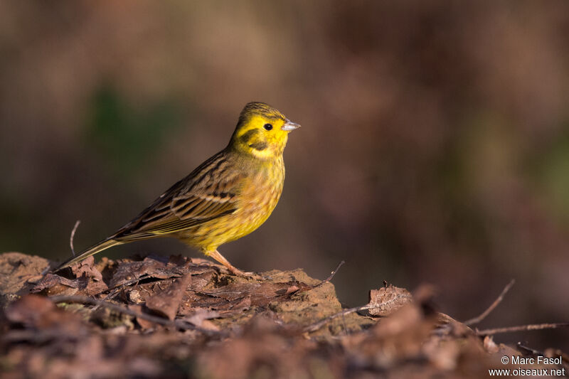 Yellowhammeradult post breeding, identification