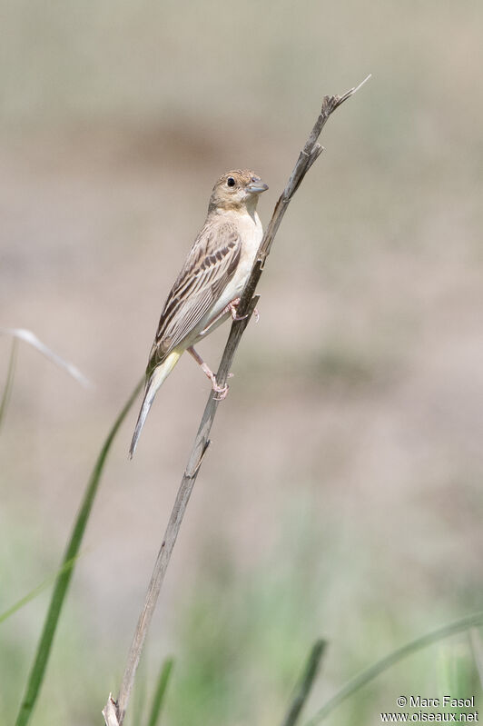 Black-headed Bunting female subadult, identification