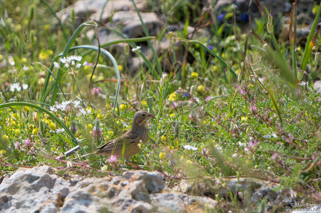 Ortolan Bunting male adult breeding, identification