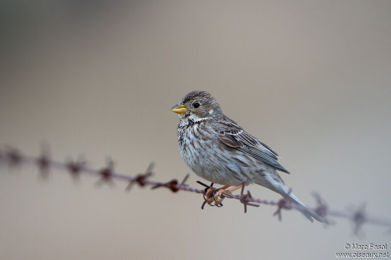 Corn Bunting