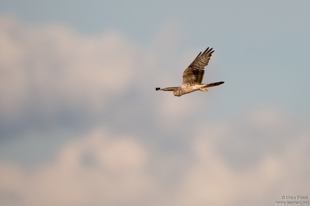 Montagu's Harrier