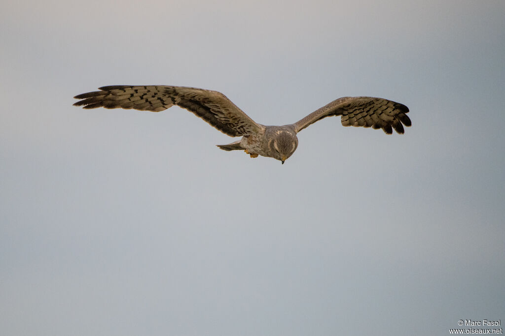 Montagu's Harrier
