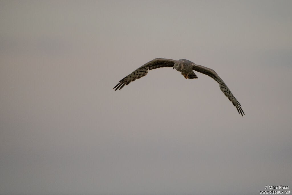 Montagu's Harrier