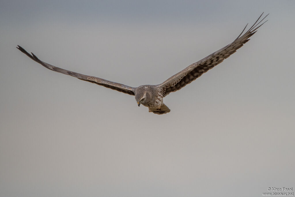 Montagu's Harrier