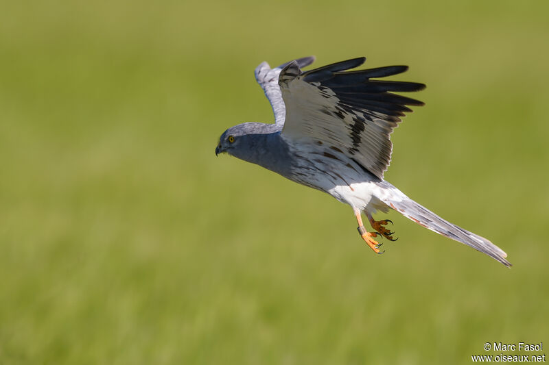 Montagu's Harrier male adult breeding, Flight