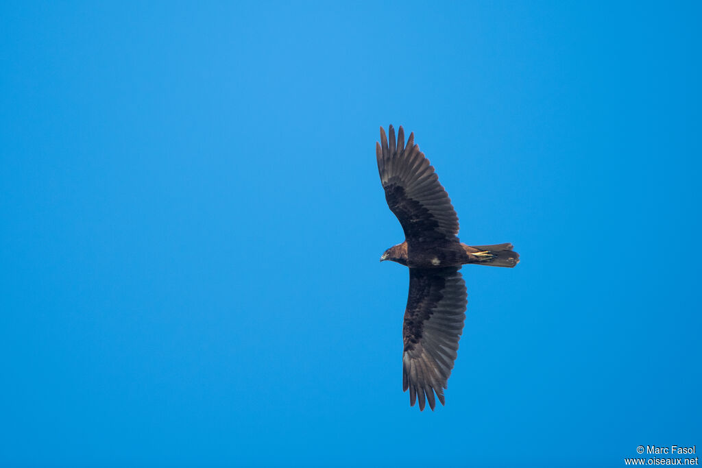 Western Marsh Harrierimmature, Flight