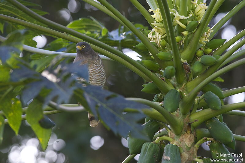 Roadside Hawkadult, identification