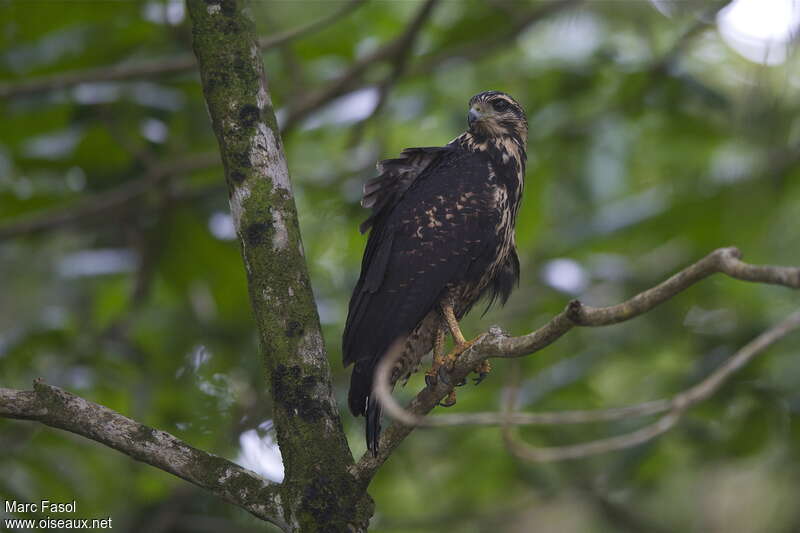 Common Black Hawkjuvenile, identification