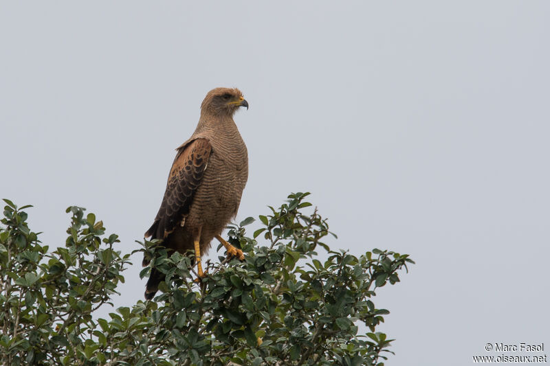 Savanna Hawkadult, identification