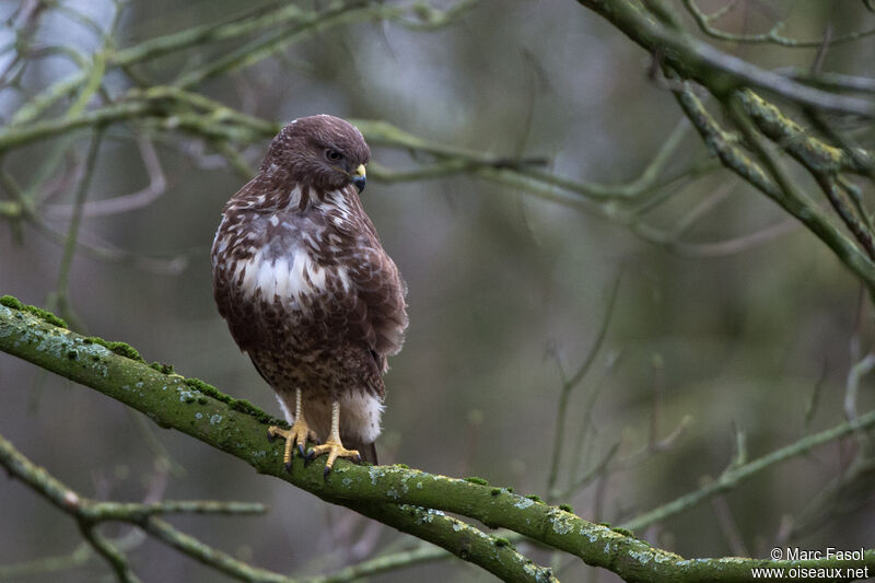 Buse variableadulte, identification, pêche/chasse