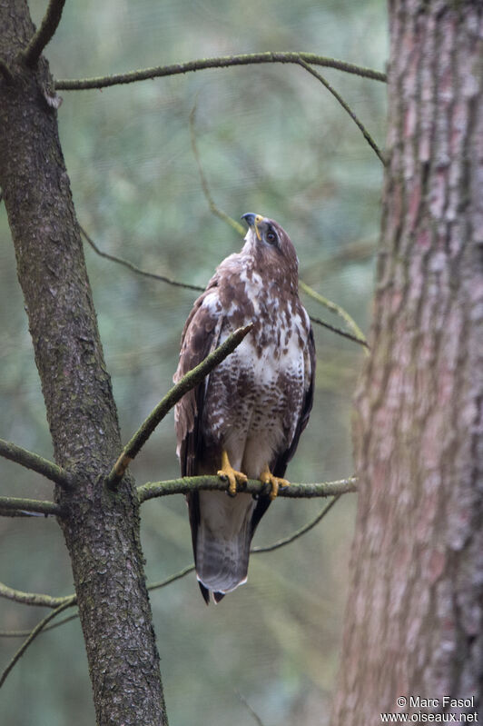 Buse variableadulte, identification