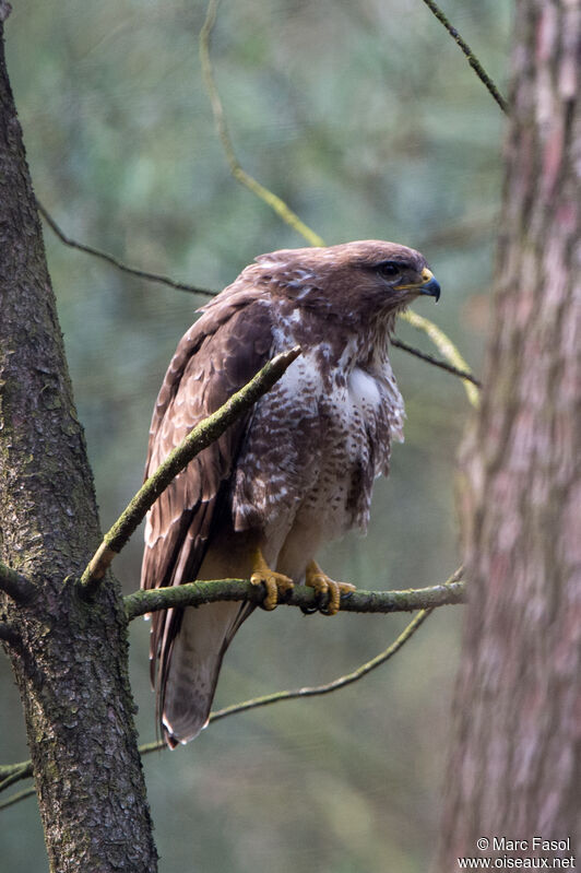 Buse variableadulte, identification