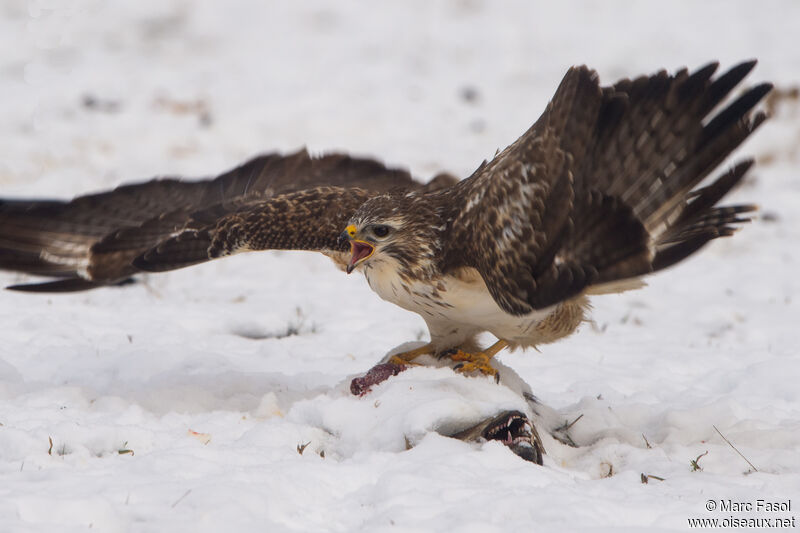 Common Buzzardadult, eats