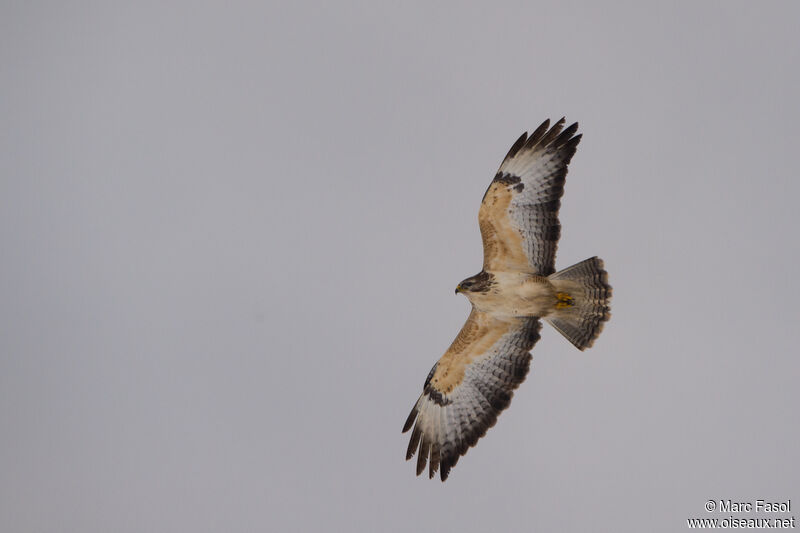 Common Buzzardadult, Flight