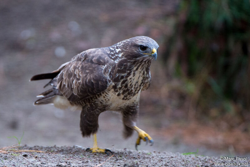 Buse variableadulte, identification, marche