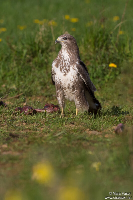 Buse variableadulte nuptial, identification, régime