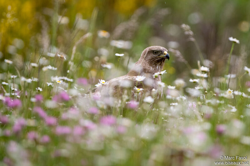 Buse variableadulte, identification