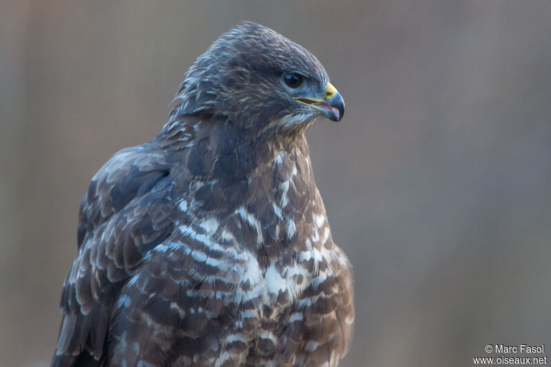 Buse variableadulte, portrait