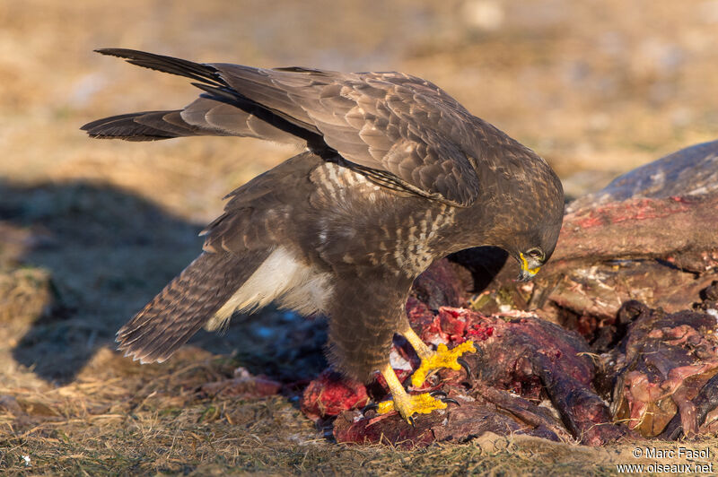 Common Buzzardadult, eats