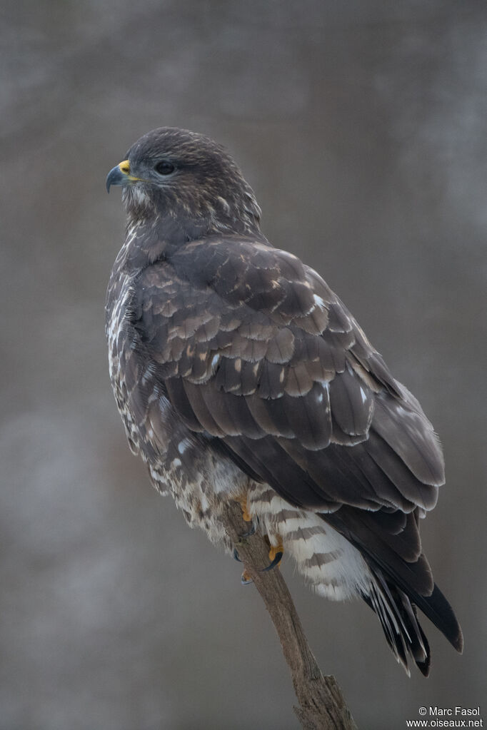 Common Buzzard