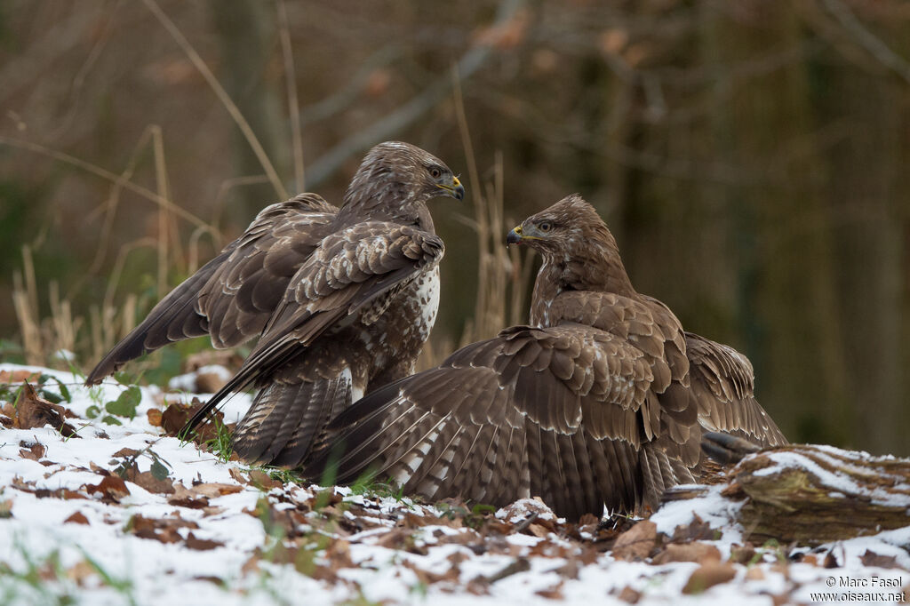 Common Buzzard