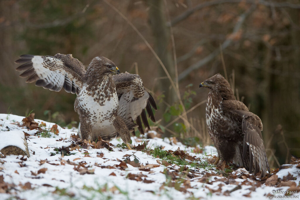 Common Buzzard