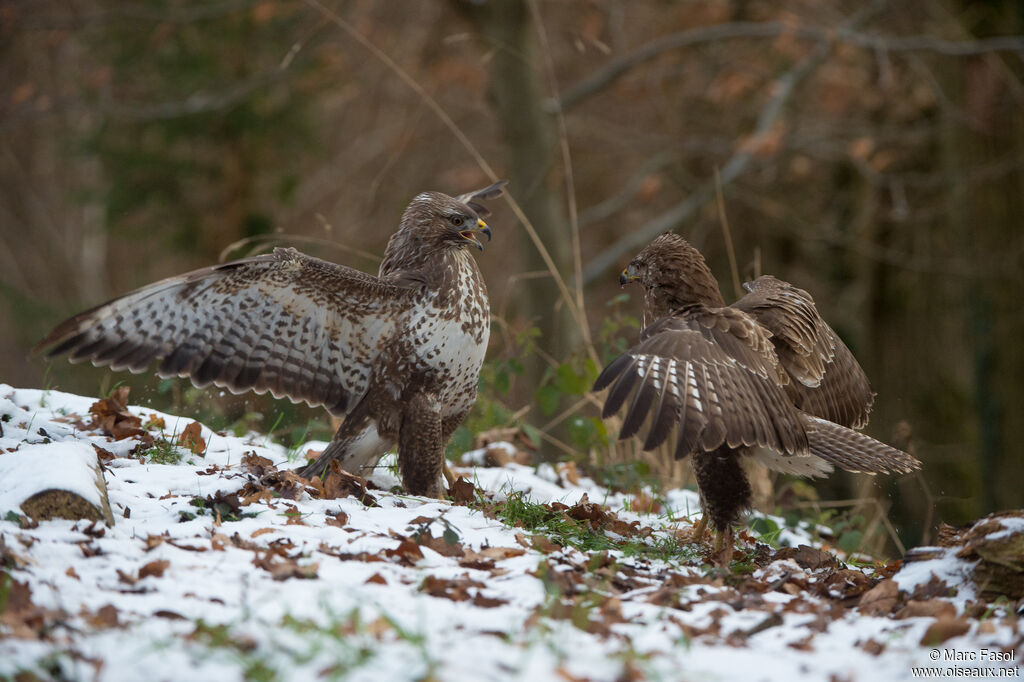 Common Buzzard