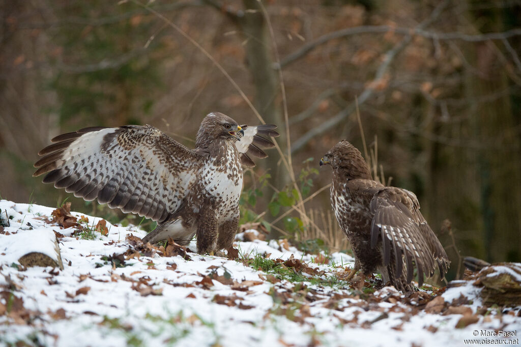 Common Buzzard