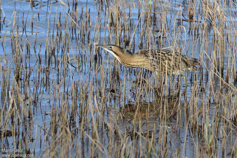 Butor étoiléadulte, identification, pêche/chasse, Comportement