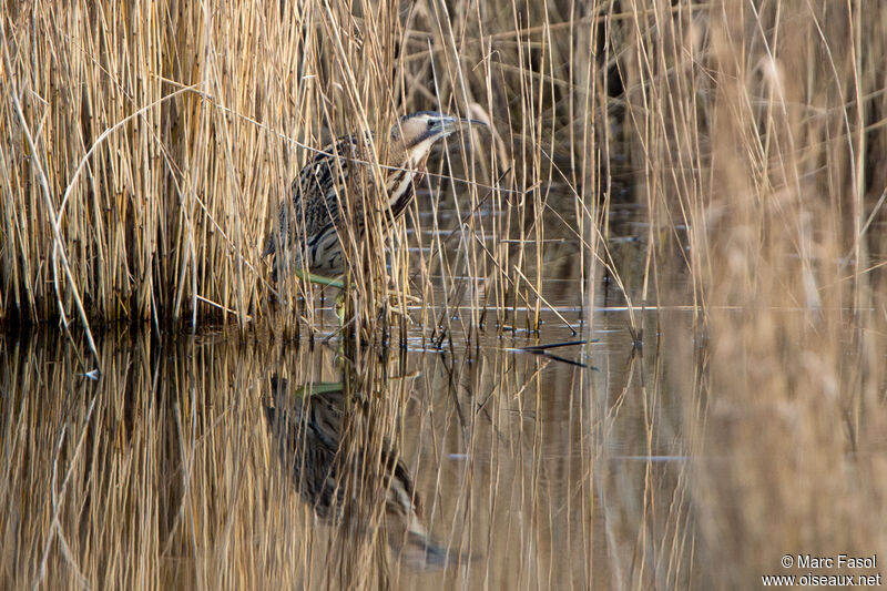 Eurasian Bitternadult, identification, camouflage