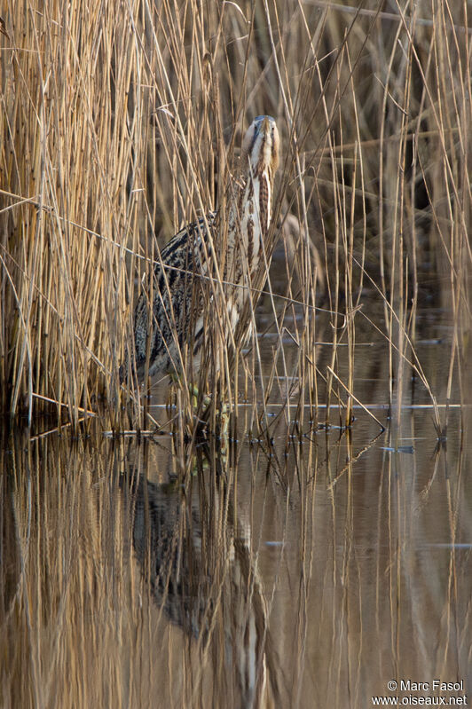 Butor étoiléadulte, identification, camouflage