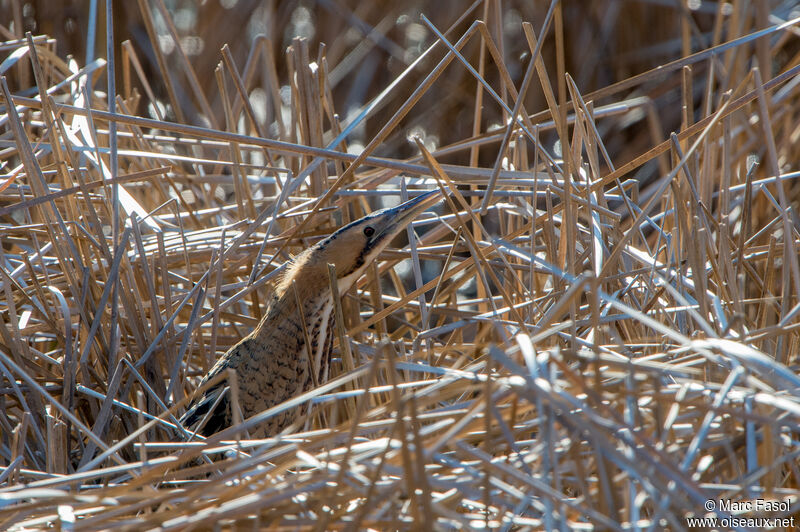 Eurasian Bitternadult, identification, camouflage