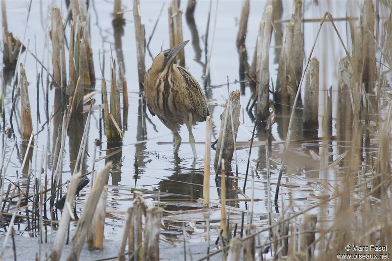 Eurasian Bitternadult post breeding, identification, Behaviour