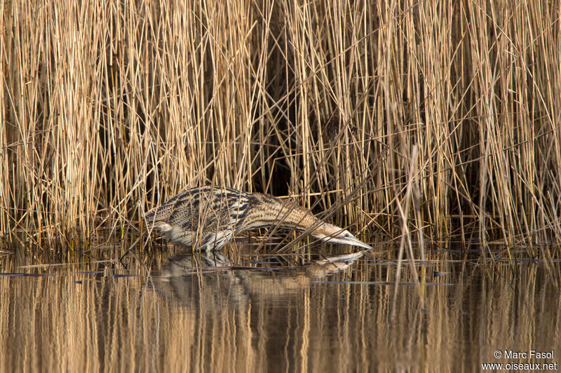 Butor étoiléadulte, identification, camouflage, pêche/chasse