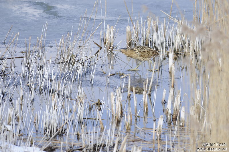 Eurasian Bitternadult post breeding, identification, Behaviour