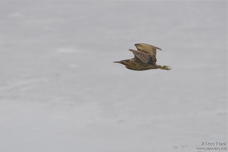 Eurasian Bitternadult post breeding, Flight