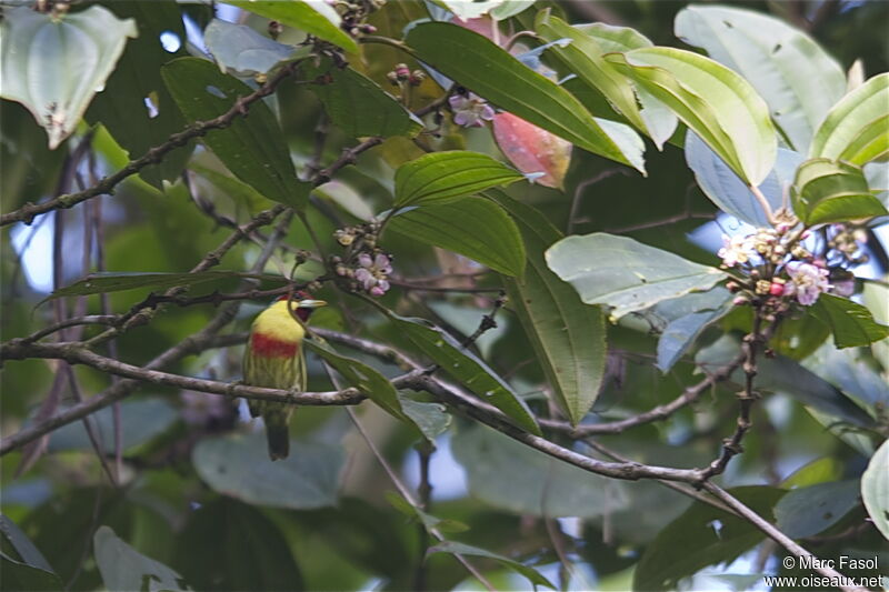 Versicolored Barbet male adult, identification, Behaviour