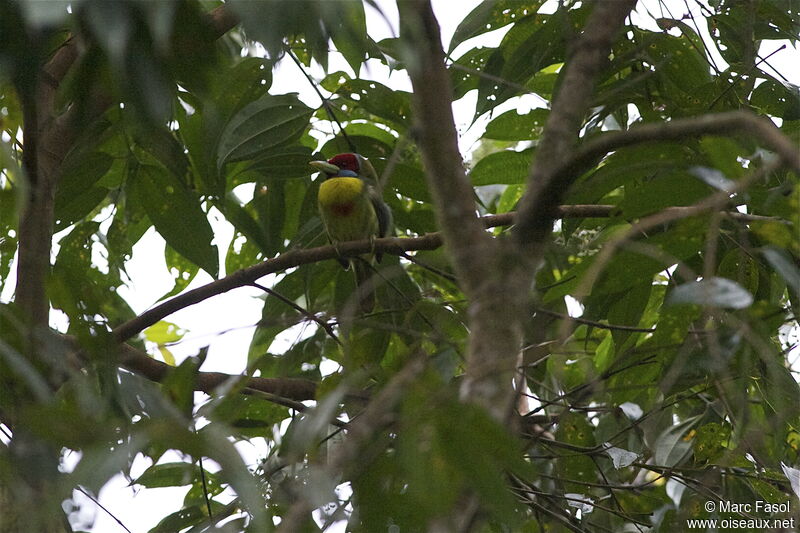 Versicolored Barbet male adult