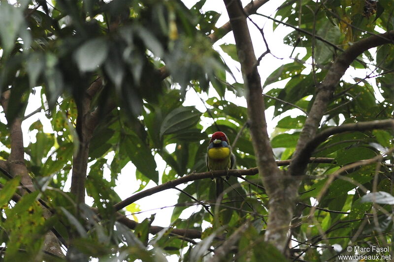 Versicolored Barbet male adult